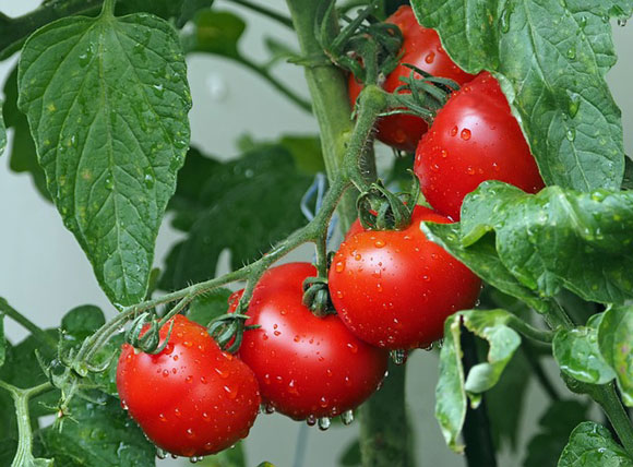 Pianta di pomodori (photo credit pixabay.com)