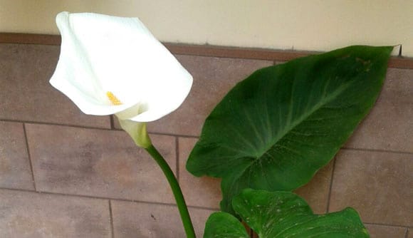 Calla Consigli Per Prendersene Cura Guida Per Casa