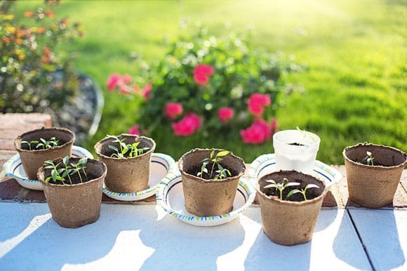 Concime NPK per orto e giardino