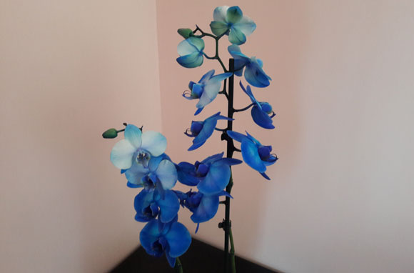 Orchidee blu ©