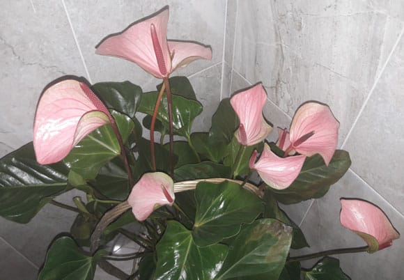 Anthurium Come Prendersene Cura Guida Per Casa