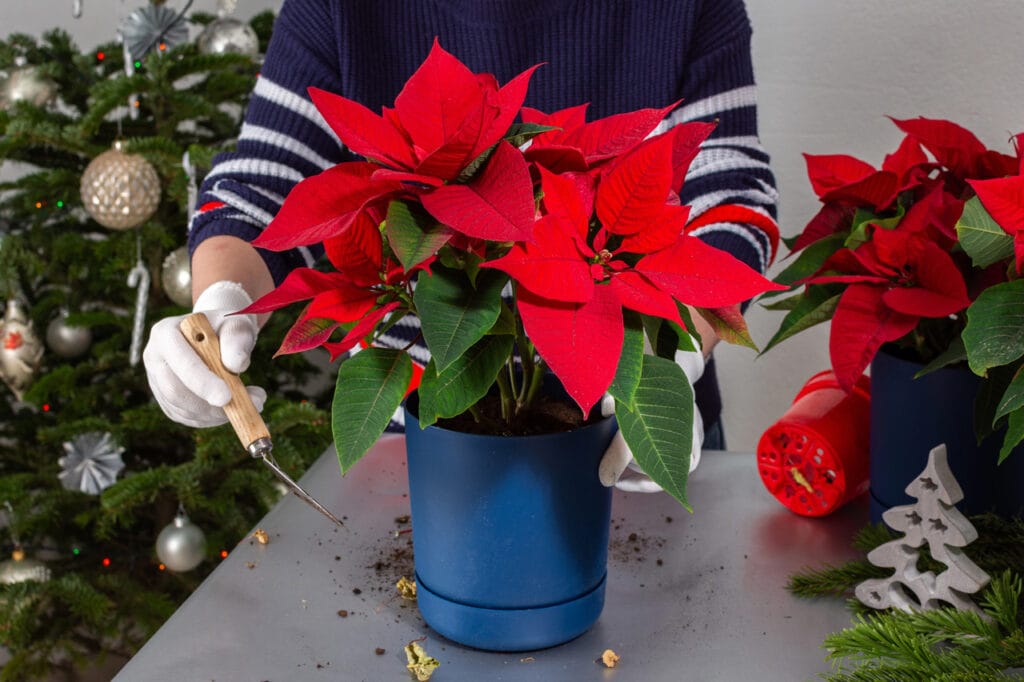 Una donna che si prende cura di una Stella di Natale