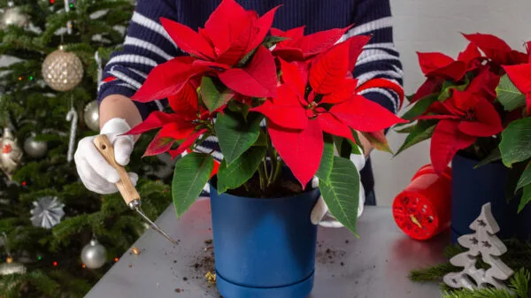 Una donna che si prende cura di una Stella di Natale