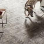 cane su tappeto