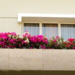 bouganvillea su balcone