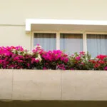 bouganvillea su balcone