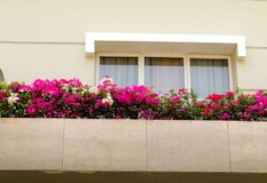 bouganvillea su balcone