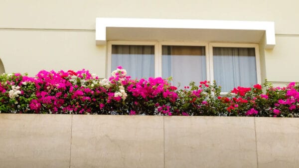 bouganvillea su balcone