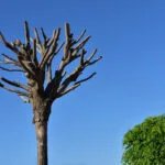 capitozzatura