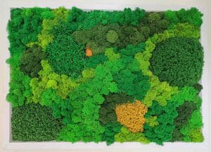 lichene stabilizzato