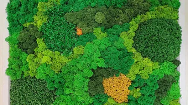 lichene stabilizzato