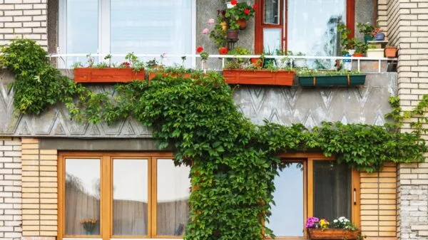 facciata con piante rampicanti