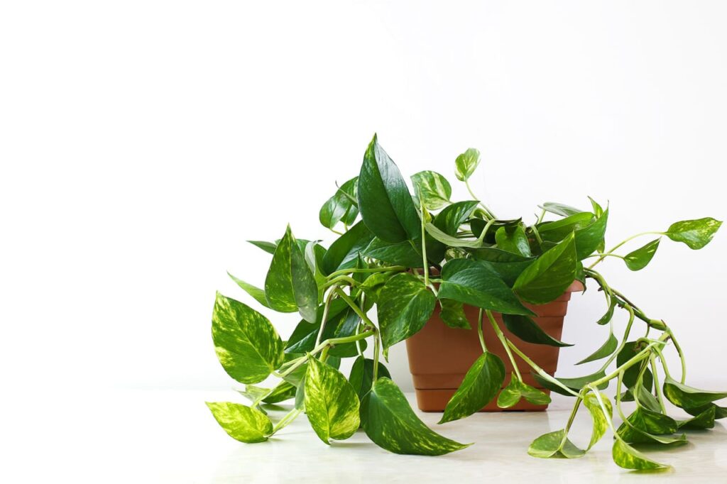 pothos
