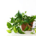 pothos