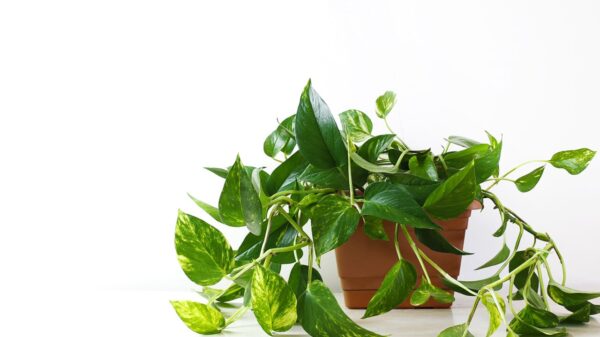 pothos
