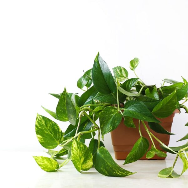 pothos